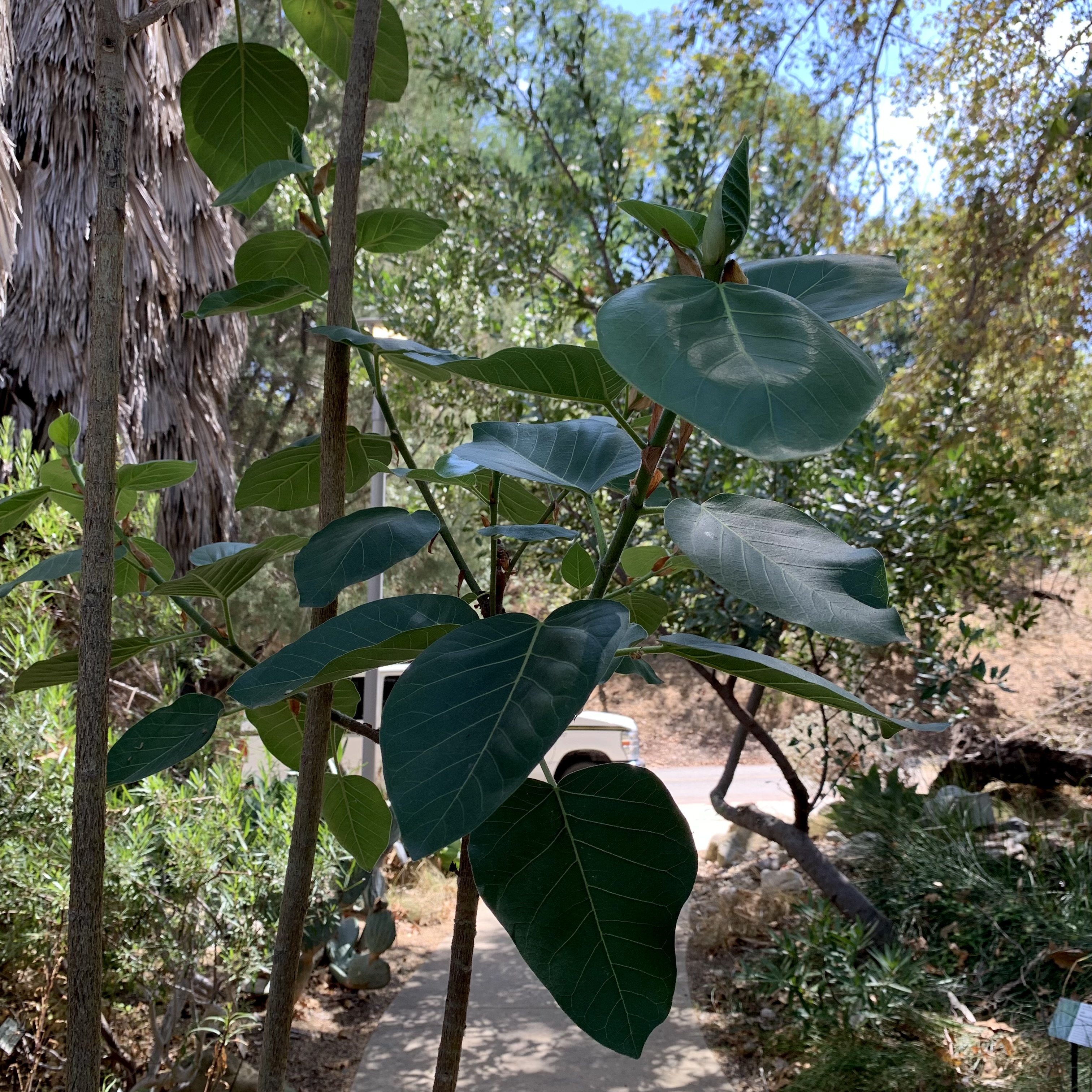 Photo of ficus palmeri